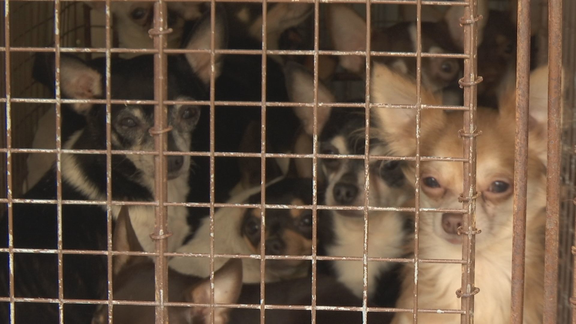 RESCUED DOGS 2.jpg
